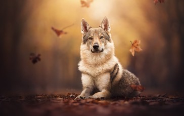 Dog, Animals, Leaves Wallpaper