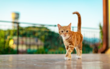 Feline, Kittens, Animals, Cats Wallpaper
