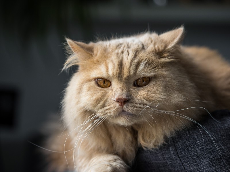 British Longhair Cat, Fluffy, Majestic, Close-up, Animals Wallpaper