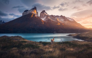 Guanaco, Chile, Scenery, Llama Wallpaper