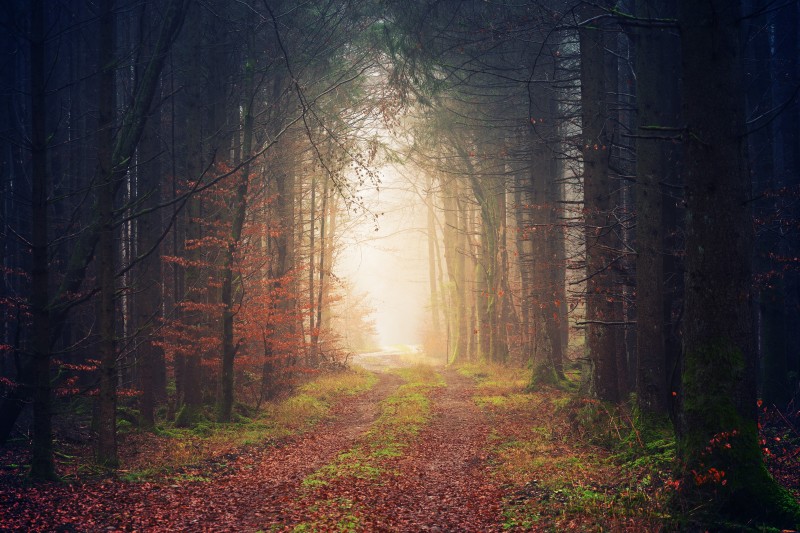 Autumn, Path, Forest, Scenic Wallpaper