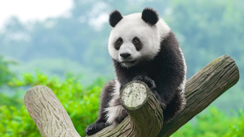 Panda, Trunk, Sitting, Cute, Fluffy Wallpaper