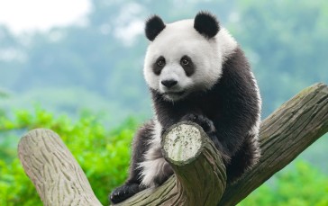 Panda, Trunk, Sitting, Cute, Fluffy Wallpaper