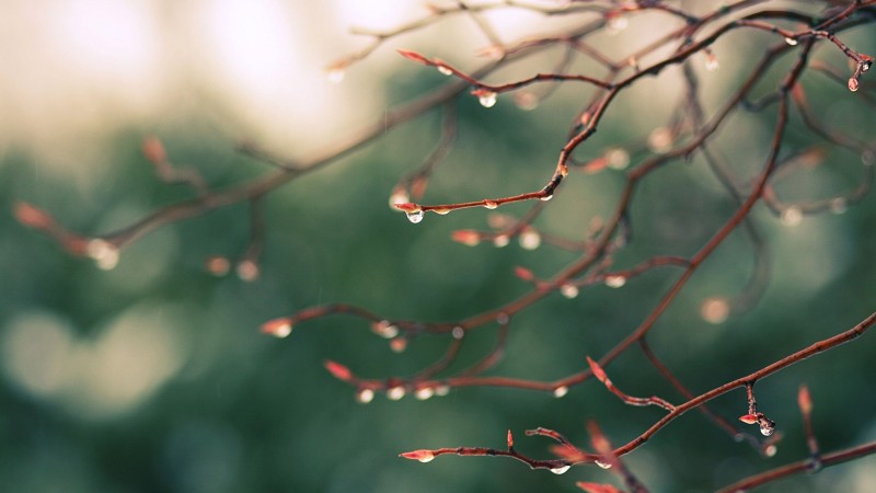 Branch, Rain, Water Drops, Blurry, Nature Wallpaper