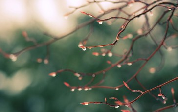 Branch, Rain, Water Drops, Blurry, Nature Wallpaper