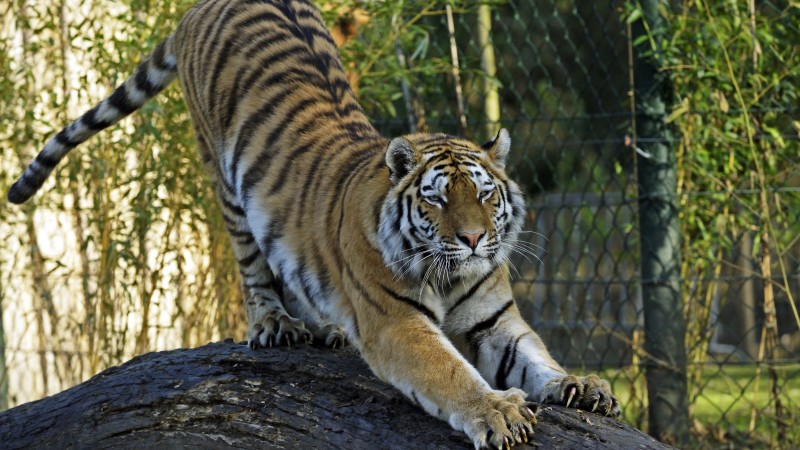 Tiger, Stretching, Stripes, Zoo, Predator Wallpaper