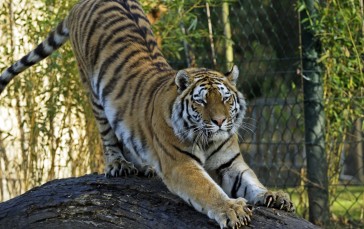 Tiger, Stretching, Stripes, Zoo, Predator Wallpaper