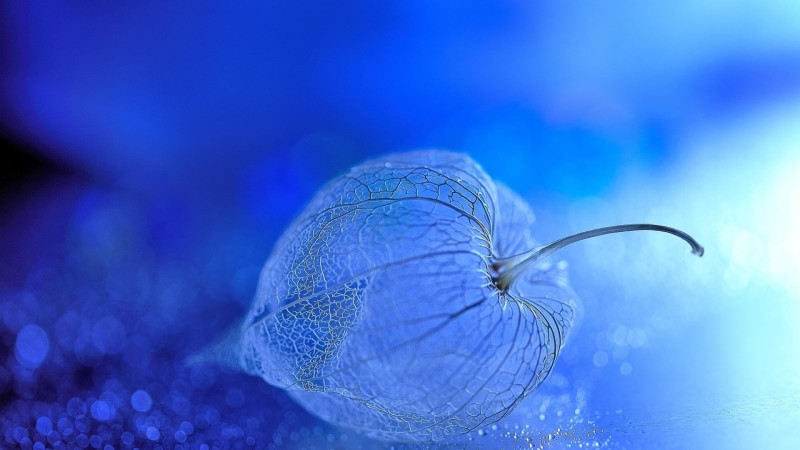Blue Flower, Macro, Digital Art, Bokeh Wallpaper