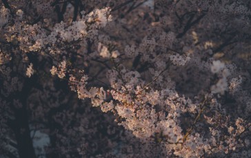 Cherry Blossom, Nature, Trees, Flowers Wallpaper