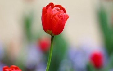 Red Tulips, Hazy, Photography, Stem, Flowers Wallpaper