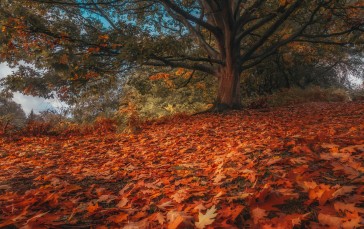 Fall, Tree Trunk, Fallen Leaves, HDR, Leaves Wallpaper