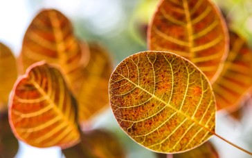 Leaves, Autumn, Close-up, Nature Wallpaper