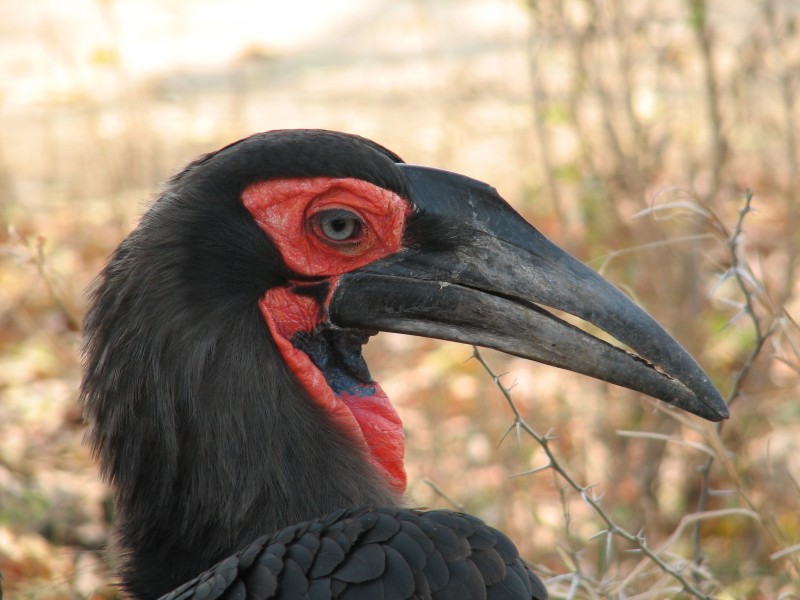 Black Bird, Profile View, Long Beak, Feathers, Birds, Animals Wallpaper