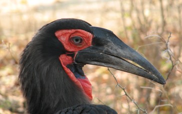 Black Bird, Profile View, Long Beak, Feathers, Birds, Animals Wallpaper