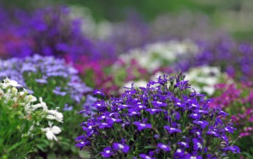 Purple Flowers, Hazy, Photography, Garden, Flowers Wallpaper