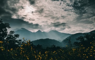 Yellow Flowers, Mountain, Clouds, Fog Wallpaper