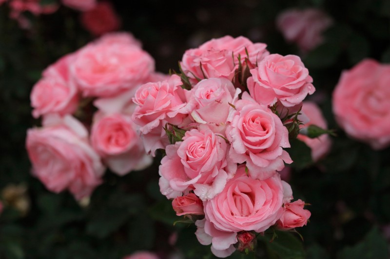 Pink Roses, Bouquet, Blurry, Flowers Wallpaper