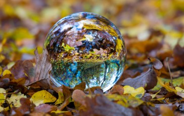 Glass Ball, Leaves, Fall, Autumn, Blurred, Nature Wallpaper