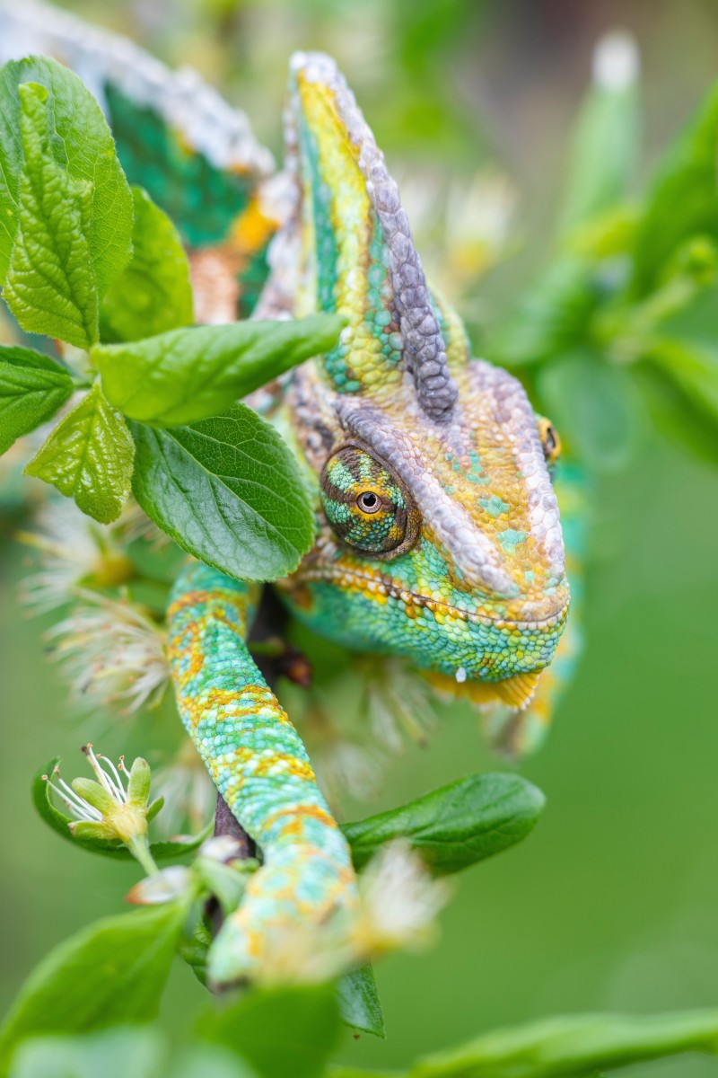 Chameleon, Green, Macro, Reptile, Lizard Wallpaper