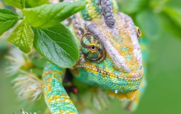 Chameleon, Green, Macro, Reptile, Lizard Wallpaper