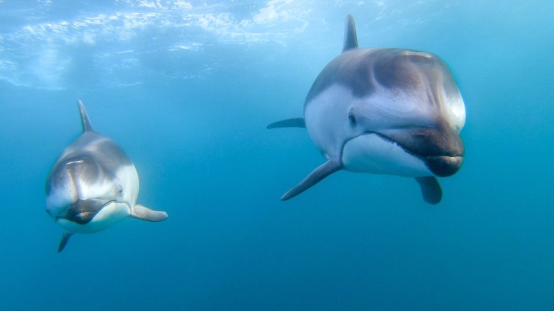Dolphins, Ocean, Underwater, Blue Water, Animals Wallpaper