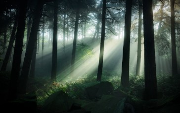 Dark Forest, Trees, Sunshine, Nature Wallpaper