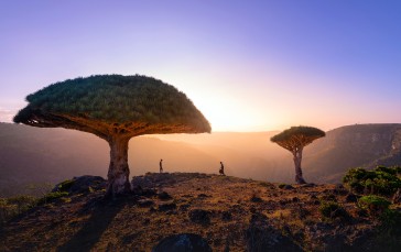 Dracaena Cinnabari, Dragon Blood Trees, Socotra Island, Yemen, Sunlight Wallpaper