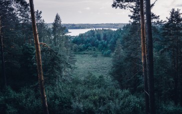 Lithuania, Forest, Trees, Lake, Nature Wallpaper