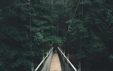 Wooden Bridge, Forest, Trees, Rope, Suspension, Scenic Wallpaper