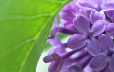 Purple Lilac, Macro, Petals, Flowers Wallpaper