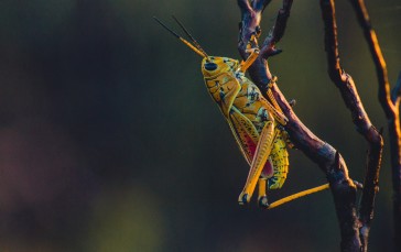 Grasshopper, Branches, Climbing, Insects Wallpaper