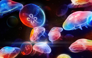 Jellyfish, Sea, Colorful, Dark Background Wallpaper