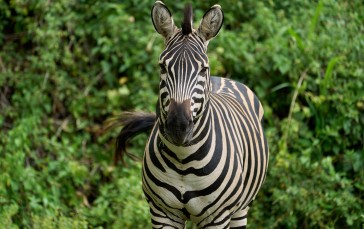Zebra, Stripes, Wildlife, Animals Wallpaper