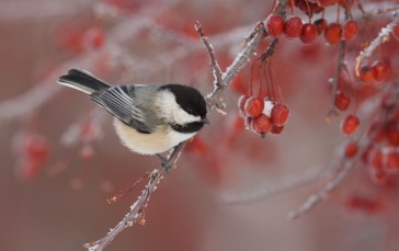 Berries, Tree, Blurry, Bird, Winter Wallpaper