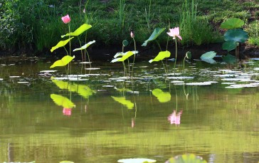 Pink Lotus, Water Flowers, Reflection, Flowers Wallpaper