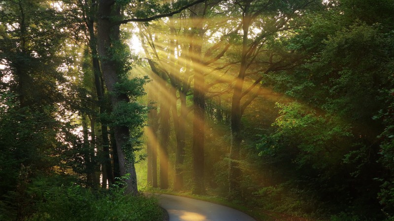 Sunbeam, Morning, Scenery, Forest, Trees, Road Wallpaper