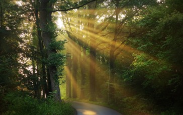 Sunbeam, Morning, Scenery, Forest, Trees, Road Wallpaper