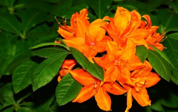 Orange Flowers, Leaves, Close-up, Petals, Flowers Wallpaper