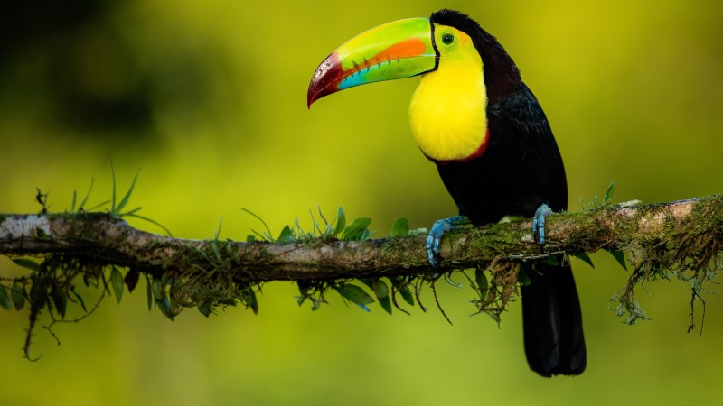 Toucan, Wild Birds, Long Beak, Yellow And Black, Animals Wallpaper