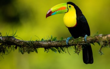 Toucan, Wild Birds, Long Beak, Yellow And Black, Animals Wallpaper