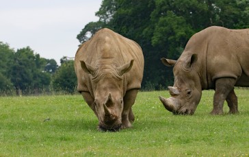 Rhino, Eating Grass, Animals Wallpaper