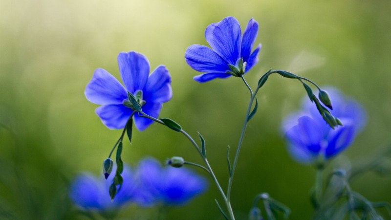 Blue Flowers, Bokeh, Macro, Flowers Wallpaper