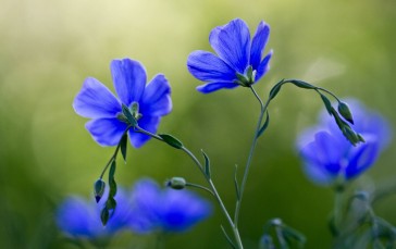 Blue Flowers, Bokeh, Macro, Flowers Wallpaper