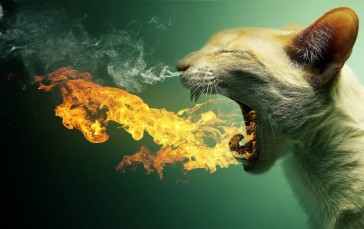 Cat, Roar, Flames, Digital Art Wallpaper
