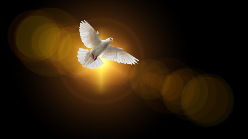 Dove, Wings, Birds, Faith Wallpaper