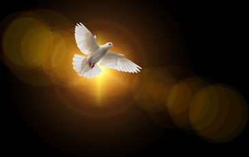 Dove, Wings, Birds, Faith Wallpaper