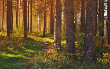 Forest, Sunlight, Green, Trees Wallpaper