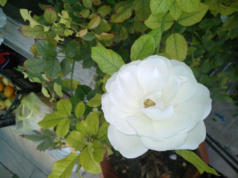 White Rose, Beautiful, Leaves, Petals, Flowers Wallpaper