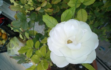 White Rose, Beautiful, Leaves, Petals, Flowers Wallpaper