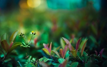 Blurry Plants, Leaves, Bokeh, Nature Wallpaper